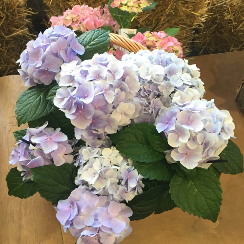 Подарочная корзина с гортензией "Сиреневый рай"